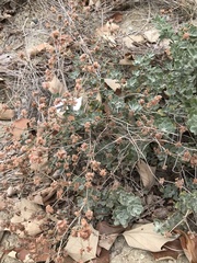 Eriogonum cinereum
