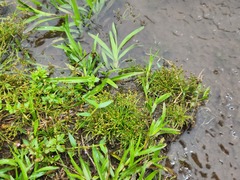 Fimbristylis griffithii