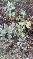 Atriplex lentiformis