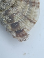 Chione elevata