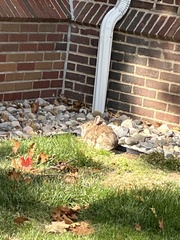 Sylvilagus floridanus