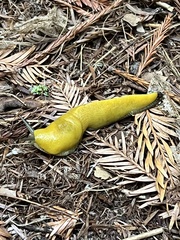 Ariolimax dolichophallus