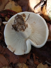 Lactifluus