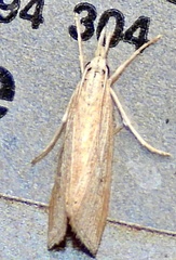Eoreuma densellus