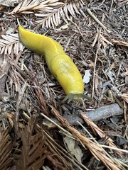 Ariolimax dolichophallus