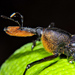 True Weevils - Photo (c) Cheryl Harleston López Espino, some rights reserved (CC BY-NC-ND), uploaded by Cheryl Harleston López Espino
