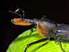 True Weevils - Photo (c) Cheryl Harleston López Espino, some rights reserved (CC BY-NC-ND), uploaded by Cheryl Harleston López Espino