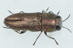 Anthaxia umbellatarum