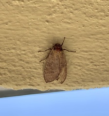 Pareuchaetes insulata