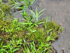 Fimbristylis griffithii