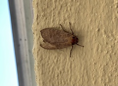 Pareuchaetes insulata