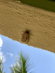 Pareuchaetes insulata