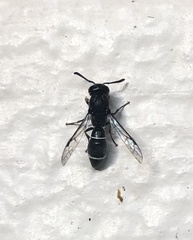 Subancistrocerus