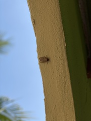 Pareuchaetes insulata