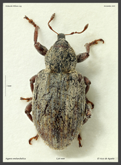 Hypera melancholica