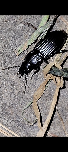 Common black ground beetle