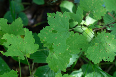 Puccinia ribis