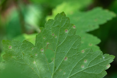Puccinia ribis