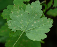Puccinia ribis
