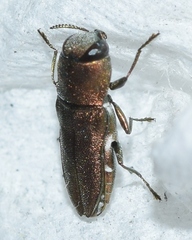 Anthaxia umbellatarum