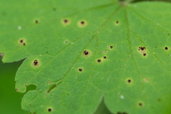 Puccinia ribis