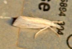 Eoreuma densellus