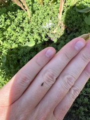 Tetramorium immigrans