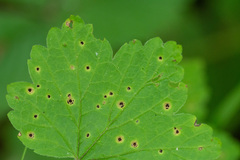 Puccinia ribis