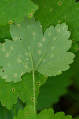 Puccinia ribis