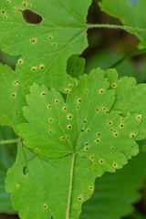 Puccinia ribis