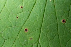 Puccinia ribis
