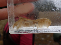 Upogebia pugettensis