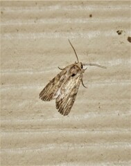 Spodoptera eridania
