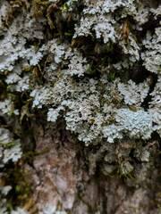 Phaeophyscia squarrosa