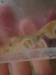 Upogebia pugettensis