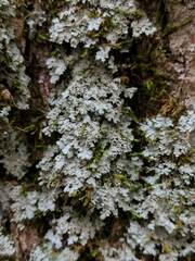 Phaeophyscia squarrosa