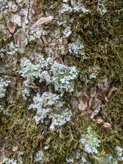 Phaeophyscia squarrosa