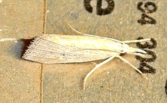 Eoreuma densellus
