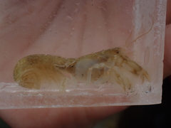 Upogebia pugettensis