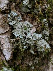 Phaeophyscia squarrosa