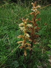 Orobanche lutea