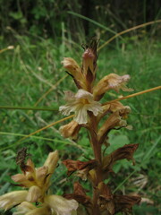 Orobanche lutea