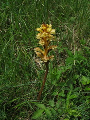 Orobanche lutea