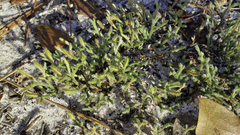 Selaginella arenicola