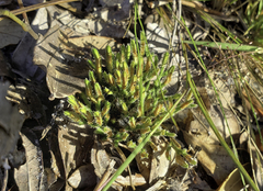 Selaginella arenicola