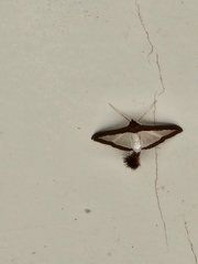 Diaphania