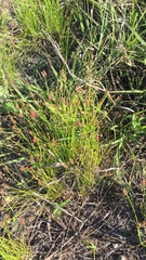 Eleocharis compressa