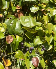Smilax
