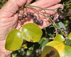 Smilax