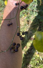 Smilax